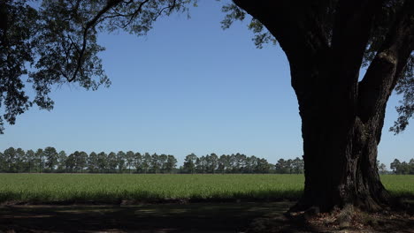 Louisiana-Live-Oak-Und-Zuckerrohrfeld