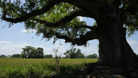 Louisiana-Live-Oak-Frames-Zuckerrohrfelder
