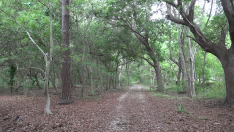 Louisiana-man-far-away-on-lane-in-woods