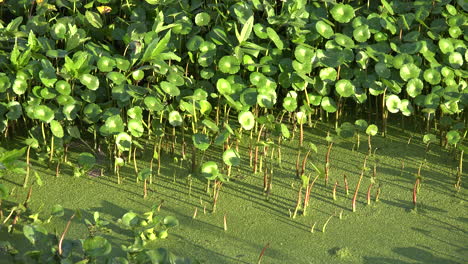 Louisiana-mud-plantain-and-duckweed