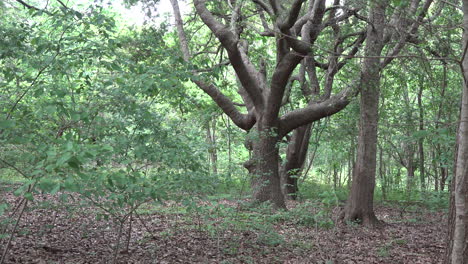 Louisiana-old-oak-tree-in-woods