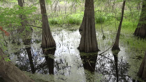 Louisiana-Reflexion-Von-Baumstämmen-Im-Sumpf