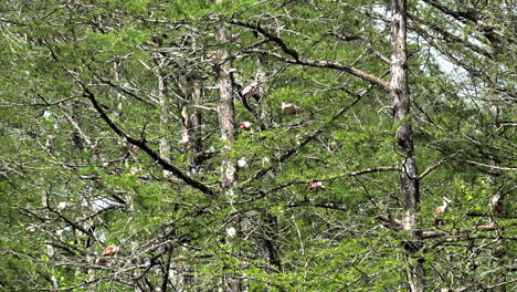 Louisiana-spoonbills-in-cypress-trees