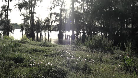 Louisiana-Sumpf-Sonnenstrahl-Und-Blumen