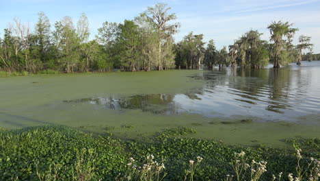 Louisiana-swamp-view-with-duckweed-and-cypress