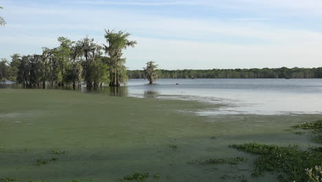 Louisiana-Sumpfansicht-Mit-Wasserlinsen-Auf-Wasserpfanne