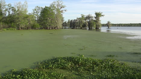 Louisiana-swamp-with-green-scum-on-water