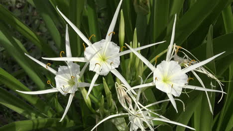 Louisiana-Spinnenlilie-Sumpfblumen