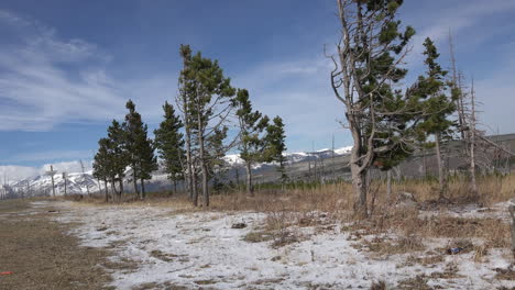 Montana-árboles-Retorcidos-En-Rockies