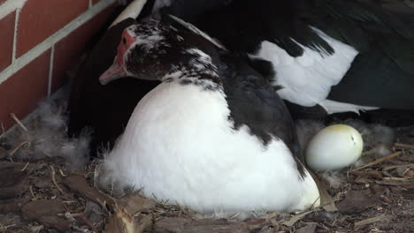 Muscovy-duck-sits-on-nest-and-nibbles-feathers
