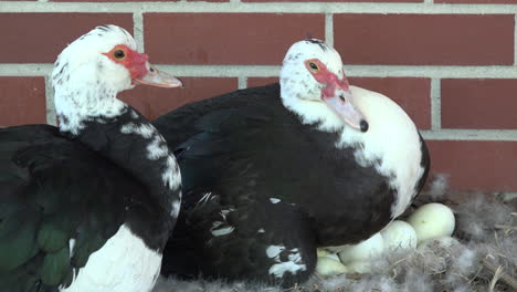 Muscovy-ducks-sitting-on-nests-by-brick-wall