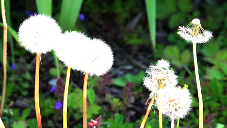 Nature-dandelion-seeds-ready-to-blow