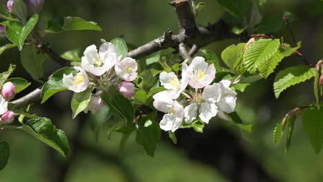 Natur-Obstbaumblüte