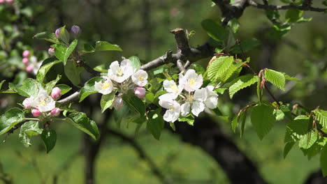 Natur-Obstbaum-Blume-Zoom-In