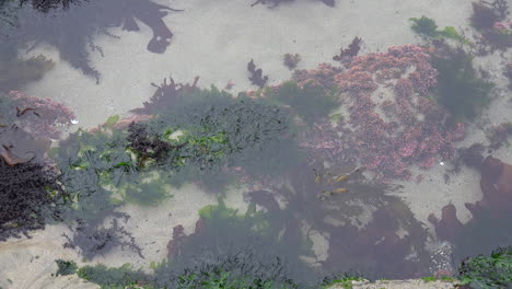 Oregon-Marine-Gardens-tide-pool-at-low-tide