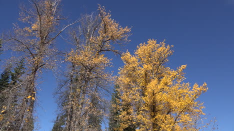 Oregon-golden-leaves-on-trees