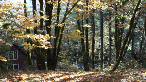 Oregon-Stream-Y-Bosques-En-Las-Cascadas