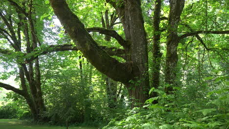 Oregon-tree-trunk-in-the-woods
