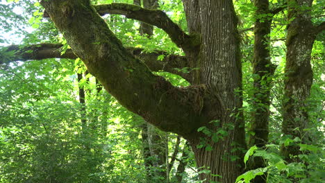 Oregon-tree-trunk-in-woods-zoom-in