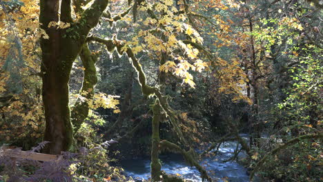 Oregon-Baum-Mit-Gelben-Blättern-Lehnt-Sich-über-Bach