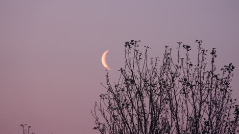 Shrub-with-moon-in-background