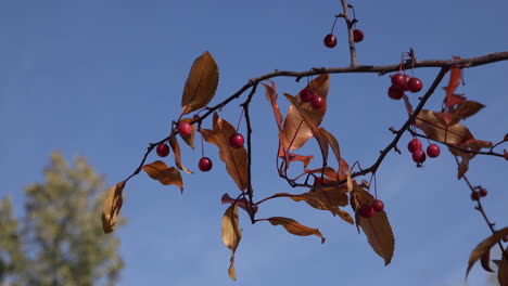 Shrub-with-red-berries-and-brown-leaves