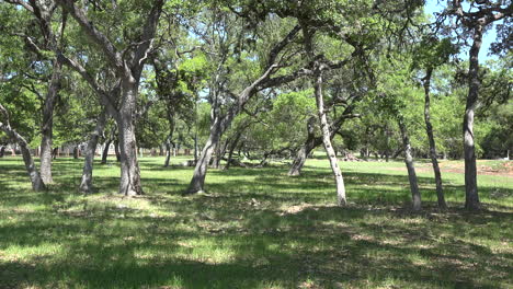 Texas-oaks-in-hill-country