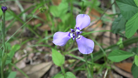 Texas-purple-flower-on-the-ground