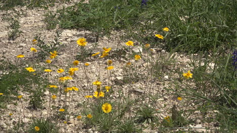Texas-soil-with-yellow-flowers