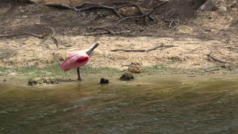 Texas-spoonbill-feeding-in-water