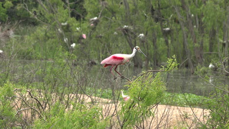 Texas-spoonbill-flaps-its-wings