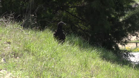 Texas-vulture-sitting-in-grass