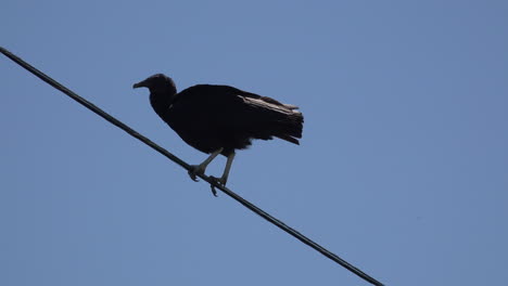 Texas-vulture-spreads-wings-and-walks-on-wire