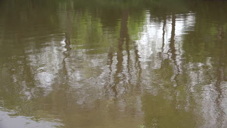 Reflejos-De-árboles-En-El-Agua-Del-Lago