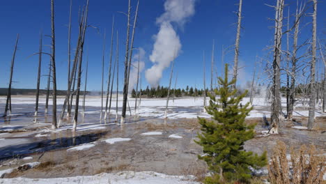 Yellowstone-Lower-geyser-basin-view-with-dead-trees