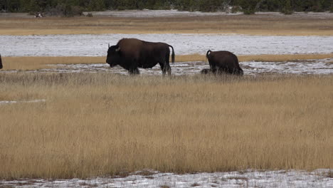 Yellowstone-bison-bull-in-golden-grass