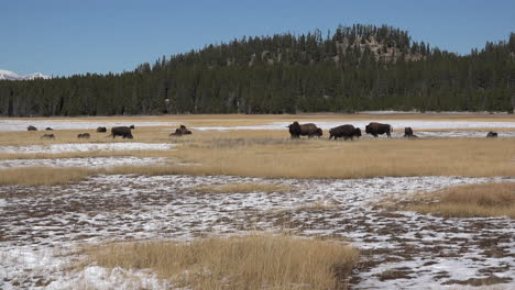 Yellowstone-bison-herd