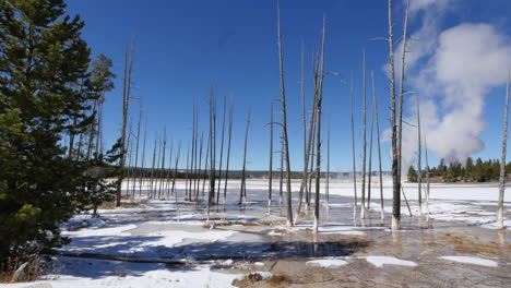 Yellowstone-dead-pines-at-Lower-Geyser-Basin