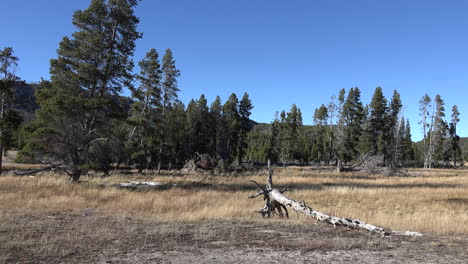 Yellowstone-dead-tree-with-grass-and-pines