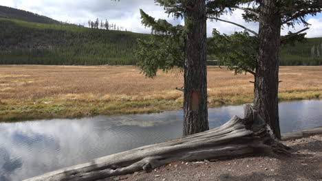 Yellowstone-log-and-trees-at-Madison-River