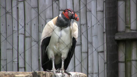 Ecuador-King-Vulture