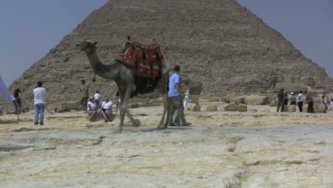 Pirámide-De-Egipto-Con-Camello