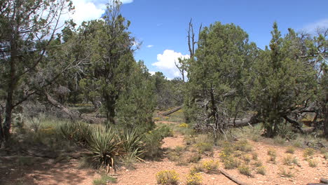 Arizona-Grand-Canyon-Wacholderwald