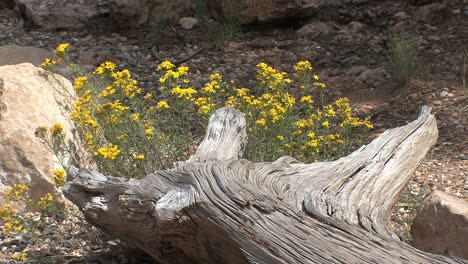 Arizona-Grand-Canyon-wood-&-flowers