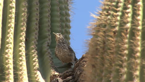 Pájaro-Saguaro-De-Arizona-Vuela-De-Globescope