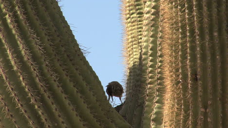 Arizona-saguaro-bird8