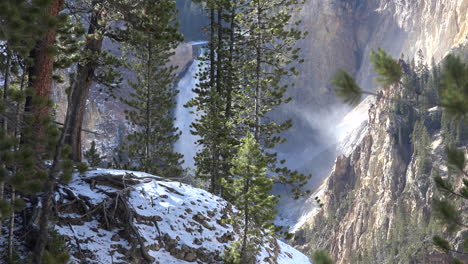 Yellowstone-view-of-lower-falls-through-pine-trees
