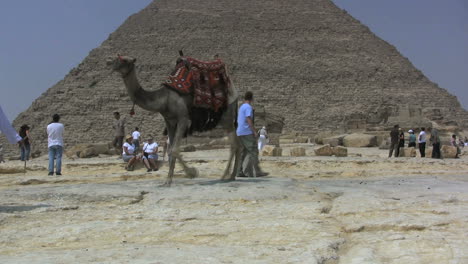 Ägypten-Große-Pyramide-Und-Kamel
