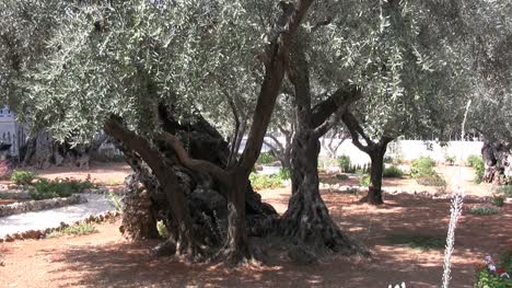 Israel-Olivenbaum-Jerusalem