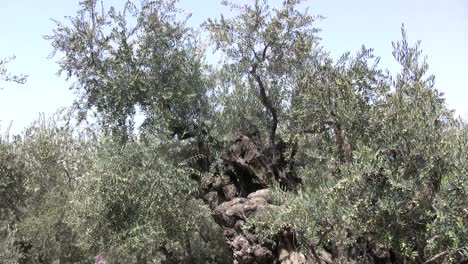Israel-Olive-tree-Jerusalem